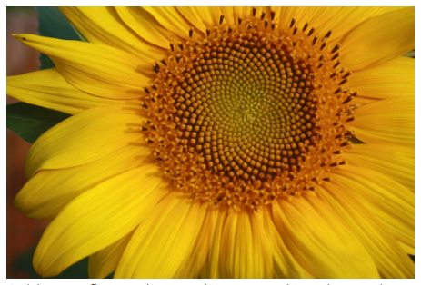 Golden sunflower close up (Nature and Landscapes) sunflower, yellow, spiral, plant, nature, flower